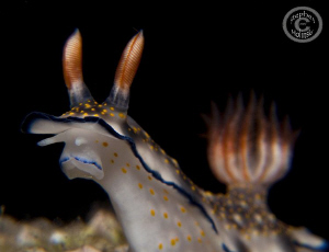 Nudi Sniffing the Air...Canon G10 2xUCL165, 1xYS27DX, 1xY... by Stephen Holinski 